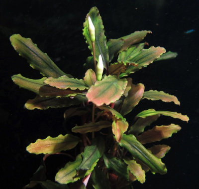 Буцефаландра Купер Лиф Мелави Bucephalandra sp.Copper Leaf Melaw (меристемное растение)